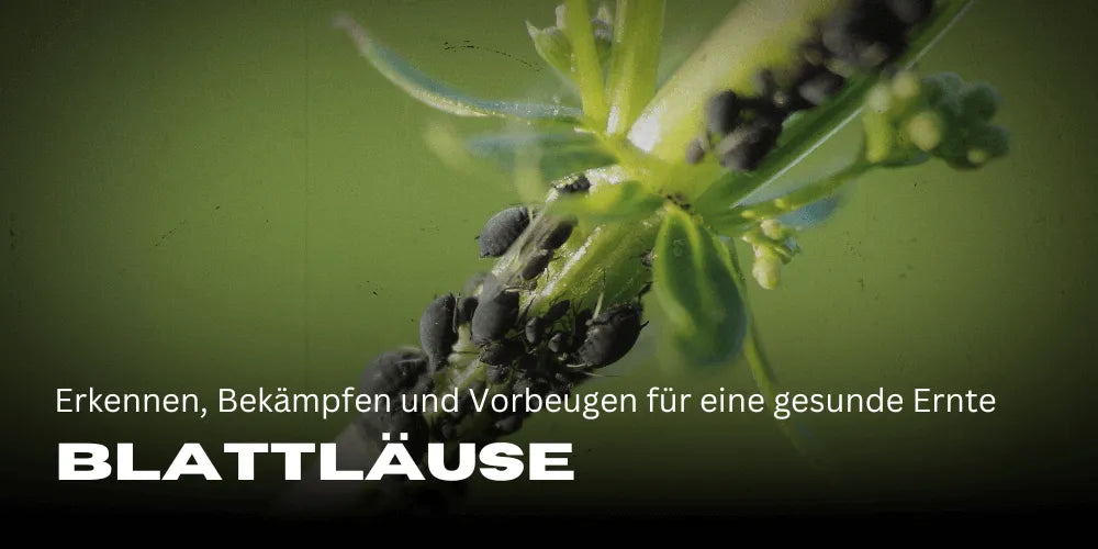 Bladluizen op cannabis: herkennen, bestrijden en voorkomen voor een gezonde oogst 