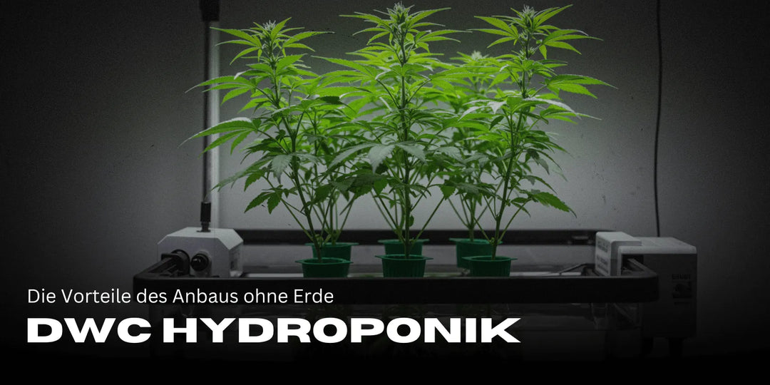 DWC Hydroponics: De voordelen van kweken zonder aarde