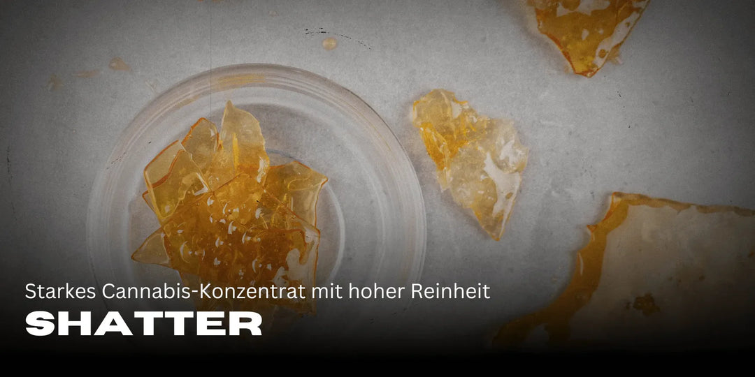 Shatter : Concentré de Cannabis puissant avec une grande pureté