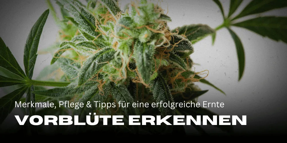 Herkennen van cannabis voorbloei: Kenmerken, verzorging en tips voor een succesvolle oogst 