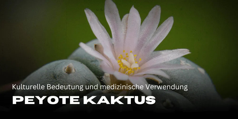Cactus Peyote: Semnificație culturală și utilizare medicală