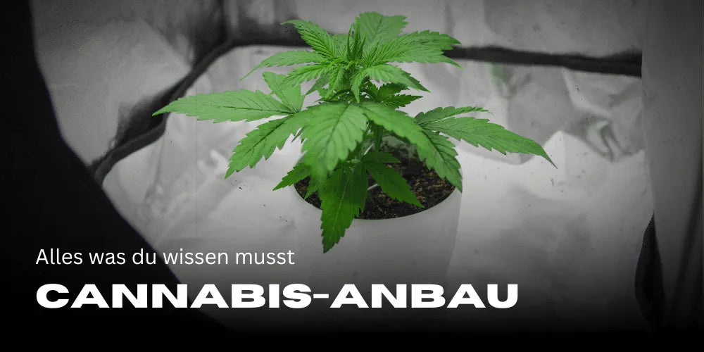 Kannabisz termesztés: Minden, amit tudnod kell