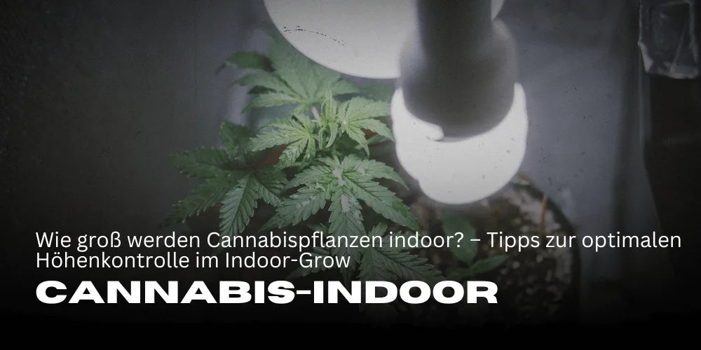 Quelle taille atteignent les plantes de Cannabis en intérieur ? – Conseils pour un contrôle optimal de la hauteur en culture indoor