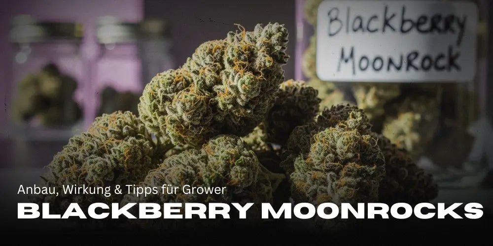 Blackberry Moonrocks: O tulpină cu forță – cultivare, efect și sfaturi pentru cultivatori