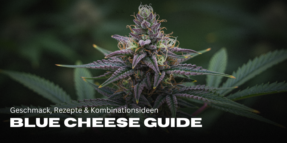 Blue Cheese Guide: Geschmack, Rezepte & Kombinationsideen
