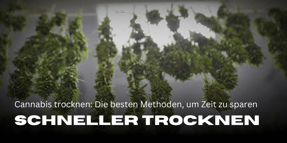 Sécher le Cannabis plus rapidement : Les meilleures méthodes pour gagner du temps