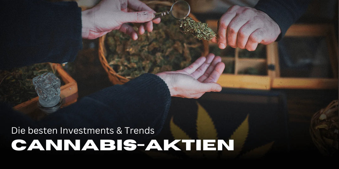 Actions Cannabis 2025 : Les meilleurs investissements & tendances 🚀