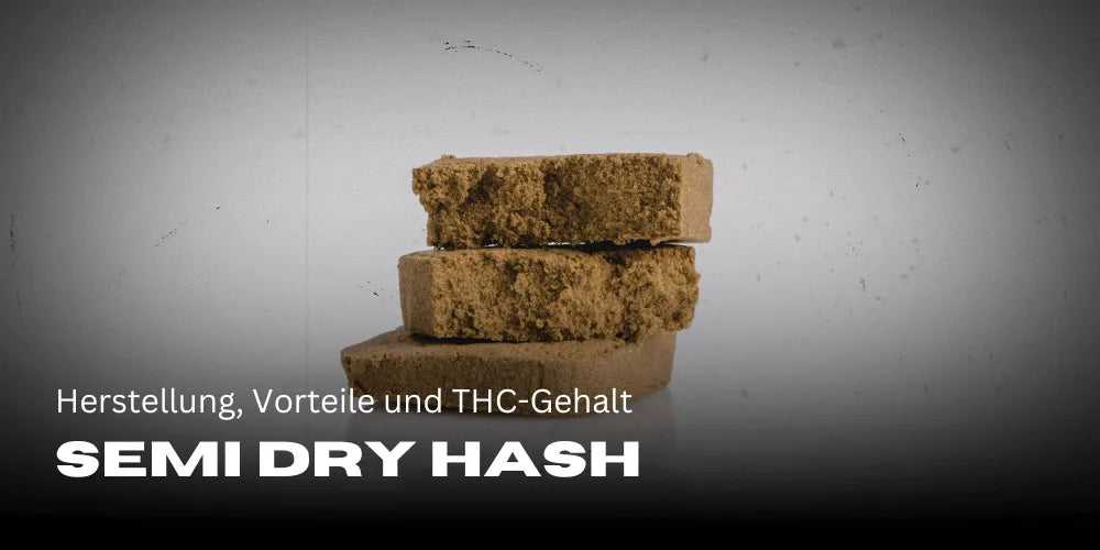 Semi Dry Hash : fabrication, bienfaits et teneur en THC