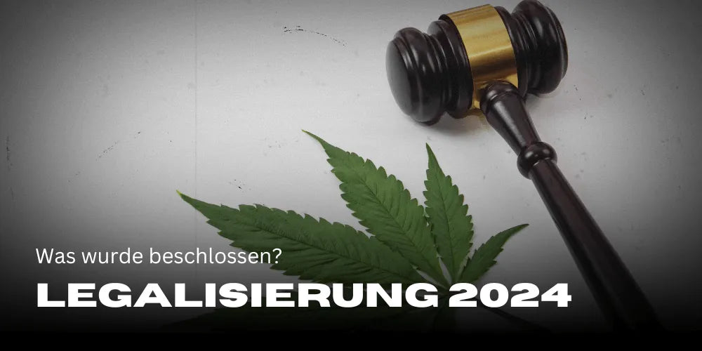 Legalizarea canabisului 2024: ce s-a decis pe 23.2.?