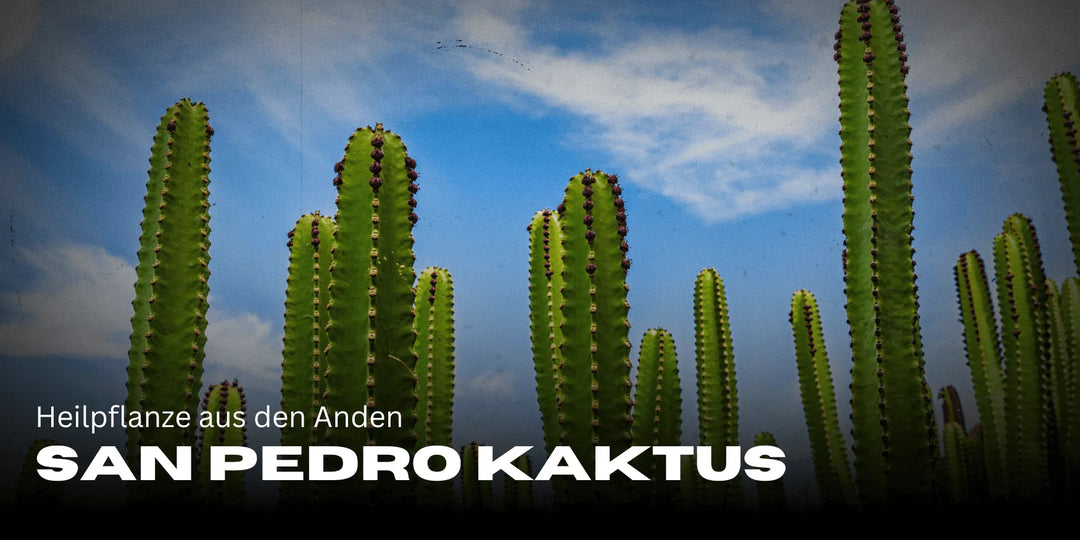 San Pedro Cactus : plante médicinale des Andes pour des expériences spirituelles