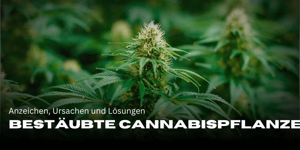 Reconnaître une plante de Cannabis pollinisée – Signes, causes et solutions