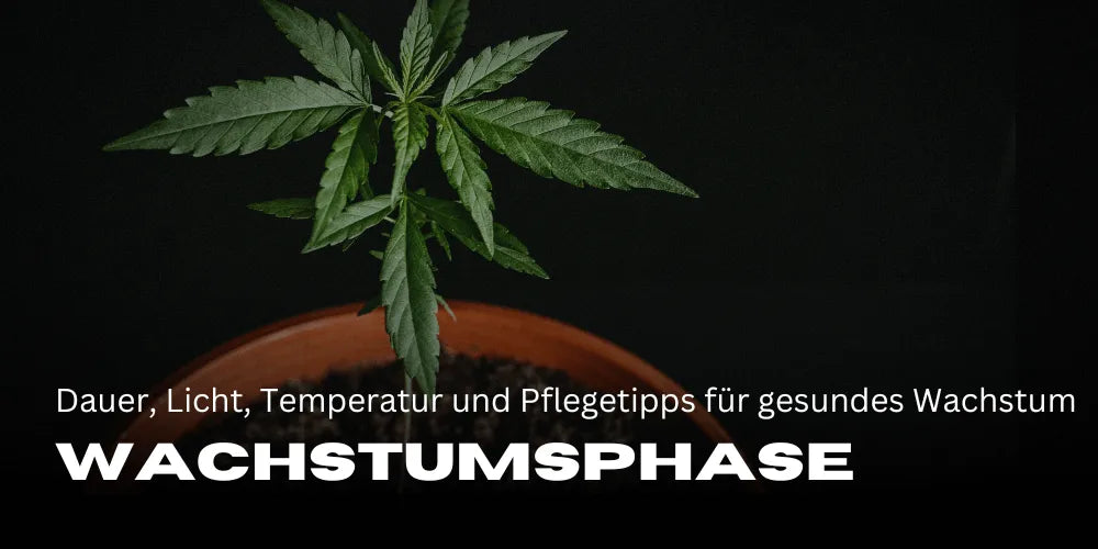 La fase de crecimiento del cannabis: duración, luz, temperatura y consejos de cuidado para un crecimiento saludable