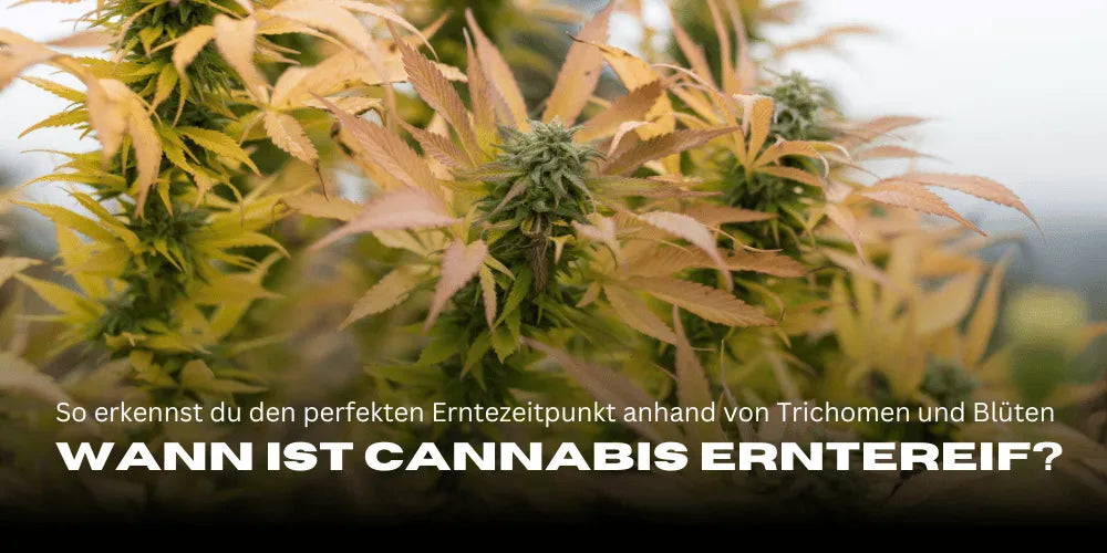 Quand le Cannabis est-il prêt à être récolté ? Voici comment reconnaître le moment parfait pour la récolte grâce aux trichomes et aux fleurs