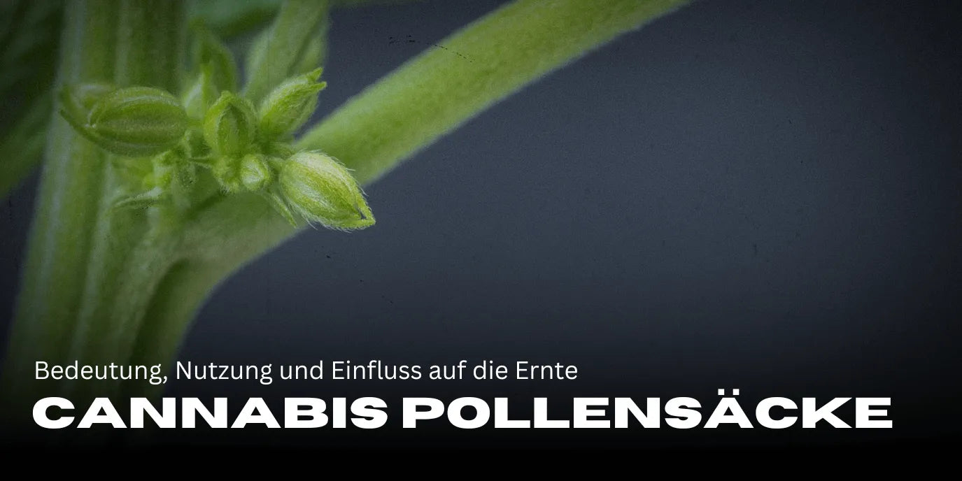 Cannabis pollenzakken: betekenis, gebruik en invloed op de oogst