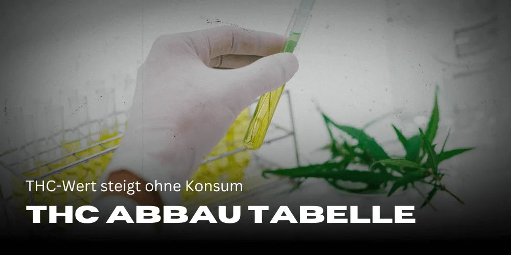 Valoarea THC crește fără consum: Tabel de descompunere THC-COOH