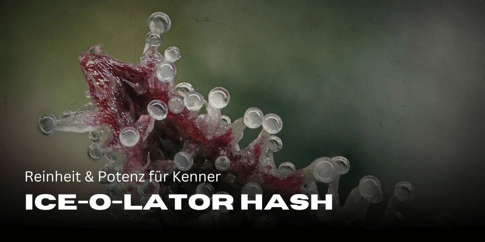 Ice-O-Lator Hash: Pureza y Potencia para Conocedores