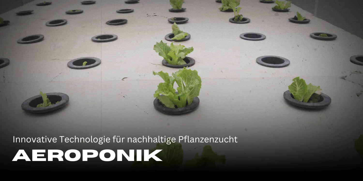 Aéroponie : technologie innovante pour une culture des plantes durable
