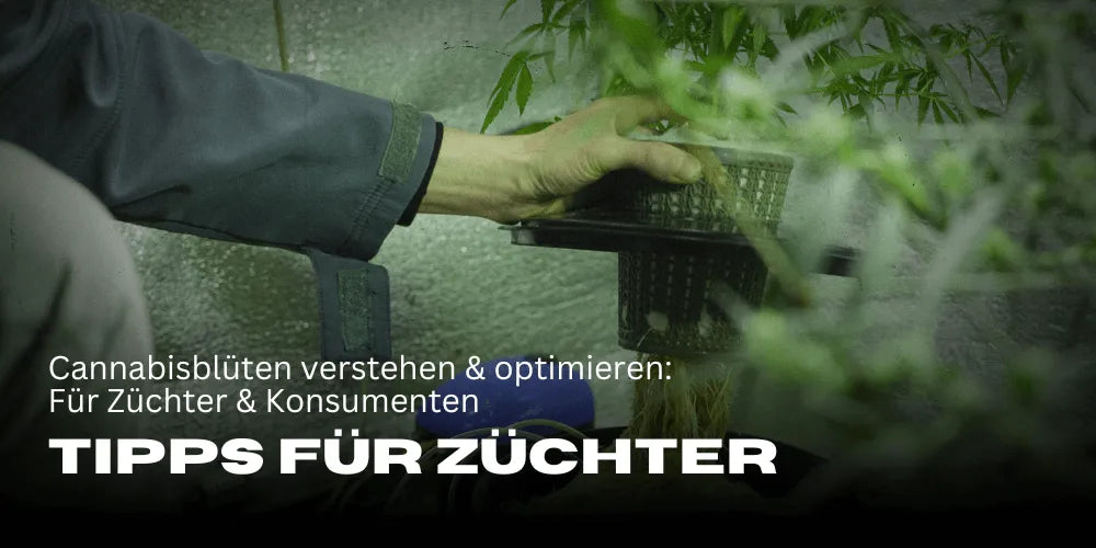 Kannabisz virágok megértése és optimalizálása: Tippek termesztőknek és fogyasztóknak