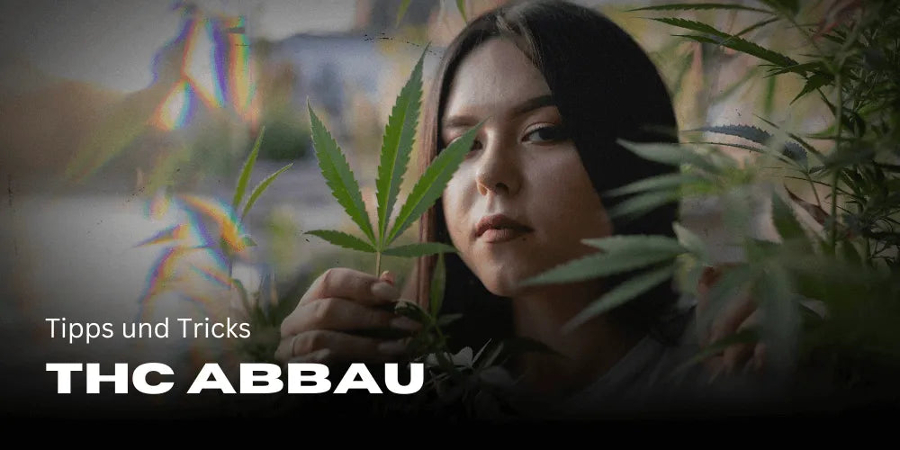 Cum să elimini THC mai rapid: Sfaturi și trucuri