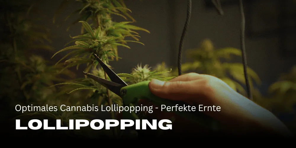 Lollipopping optim al canabisului - Recoltă perfectă