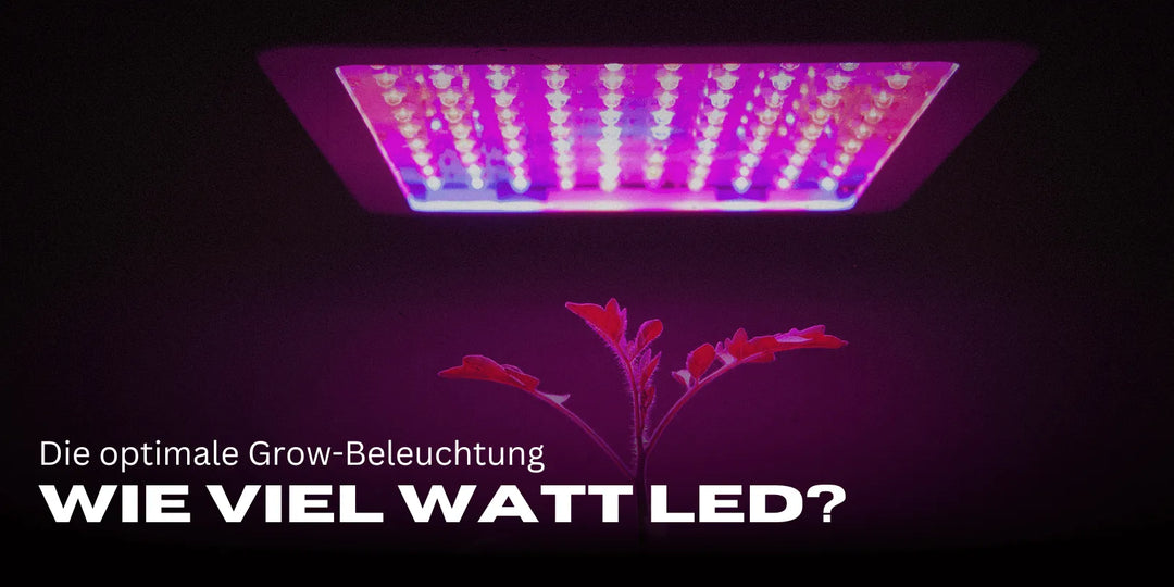 Combien de watts LED par m² ? L’éclairage optimal pour la culture ! 🌱💡