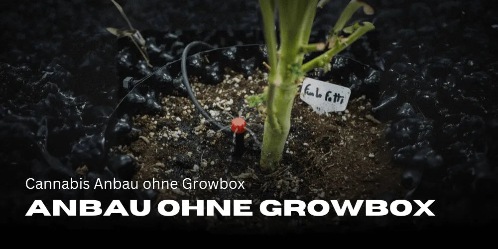 Cannabisteelt zonder kweekkast 