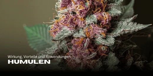 Humulène. Strain de Cannabis au premier plan et au centre de l'attention