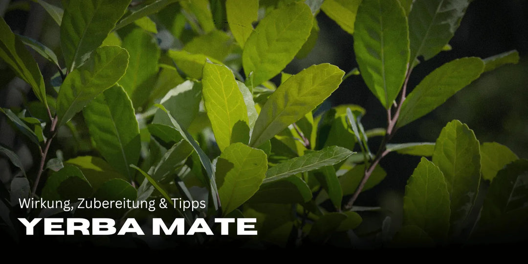 Yerba Mate: Efect, preparare & sfaturi pentru mai multă energie