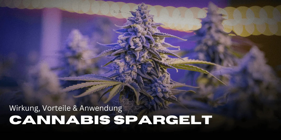 Cannabis Spargelt : effets, bienfaits & utilisation en un coup d'œil 🌿