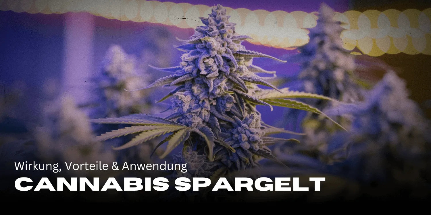 Cannabis Spargelt : effets, bienfaits & application en un coup d'œil 🌿-Smagro GmbH