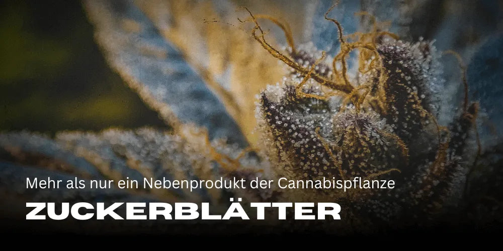Feuilles sucrées : bien plus qu’un simple sous-produit de la plante de Cannabis