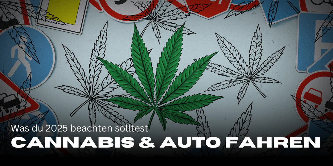 Patients de Cannabis & Permis de conduire 2025 : règles & astuces 🚗