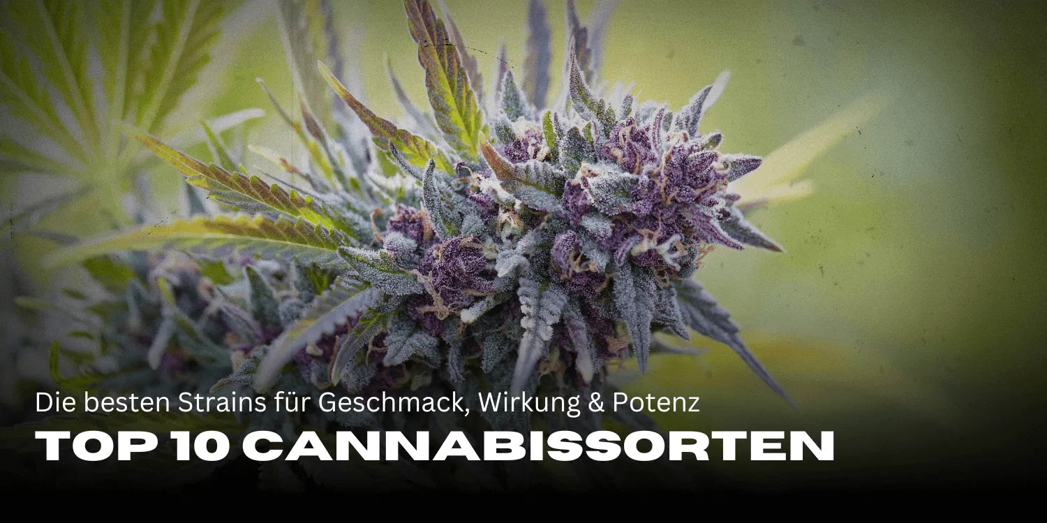 Top 10 Cannabis Strains: A legjobb fajták íz, hatás és potencia szerint – Smagro GmbH