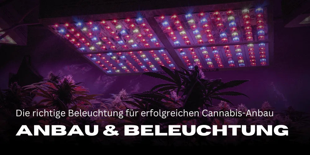 Iluminarea corectă pentru o cultivare de canabis de succes