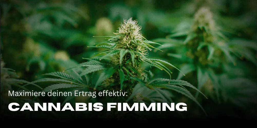 Cannabis trimmen: Maximaliseer je opbrengst effectief 