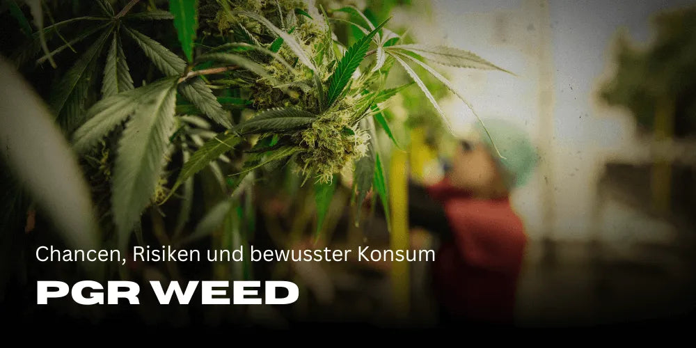 PGR Weed: Șanse, riscuri și consum conștient