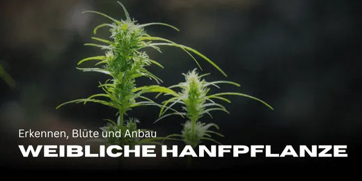 Plante de Cannabis femelle : reconnaissance, floraison et culture