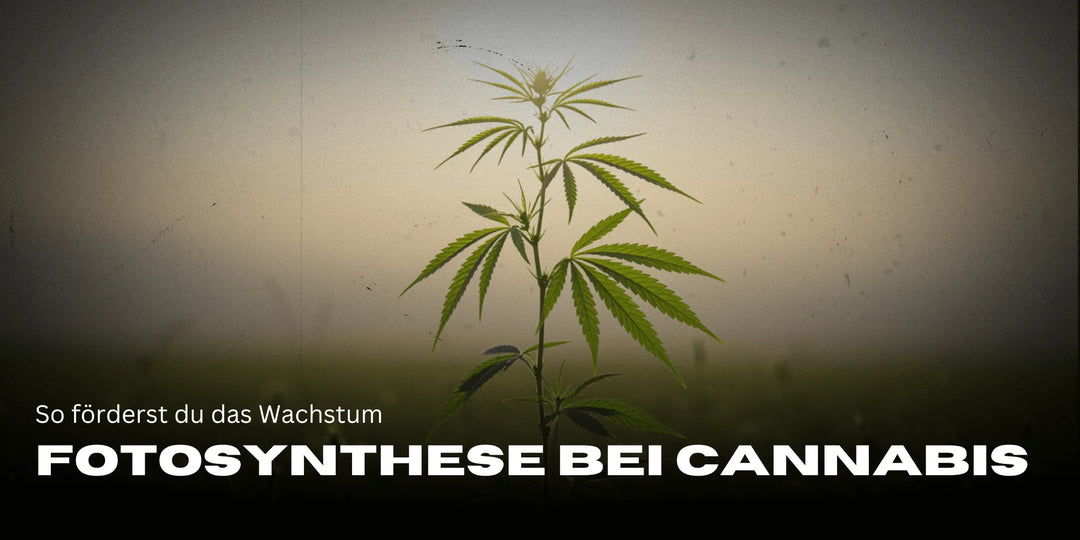 Photosynthèse chez les plantes de Cannabis : Voici comment tu favorises la croissance 🌱