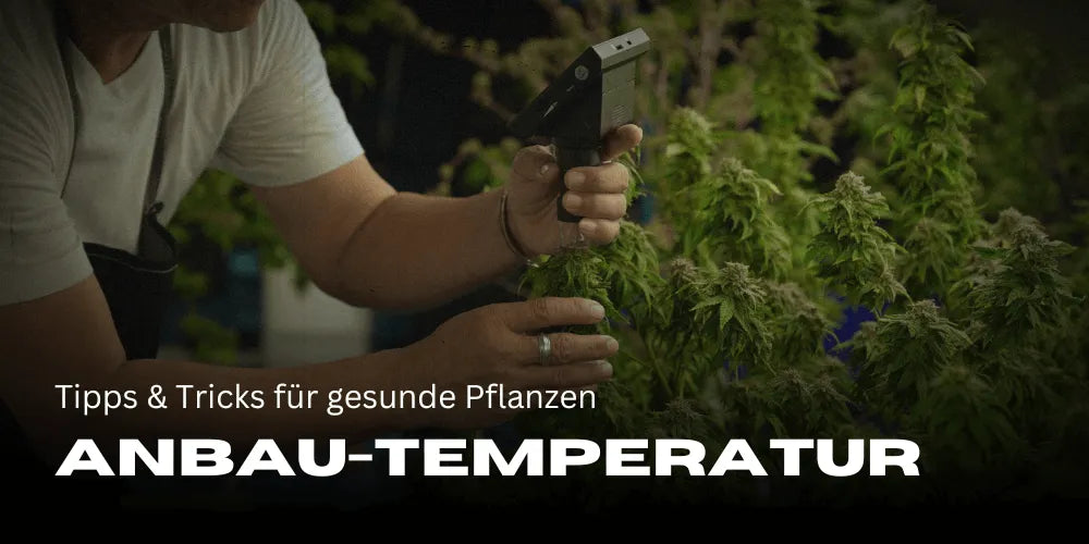 Temperatura pentru cultivarea canabisului: Sfaturi și trucuri pentru plante sănătoase