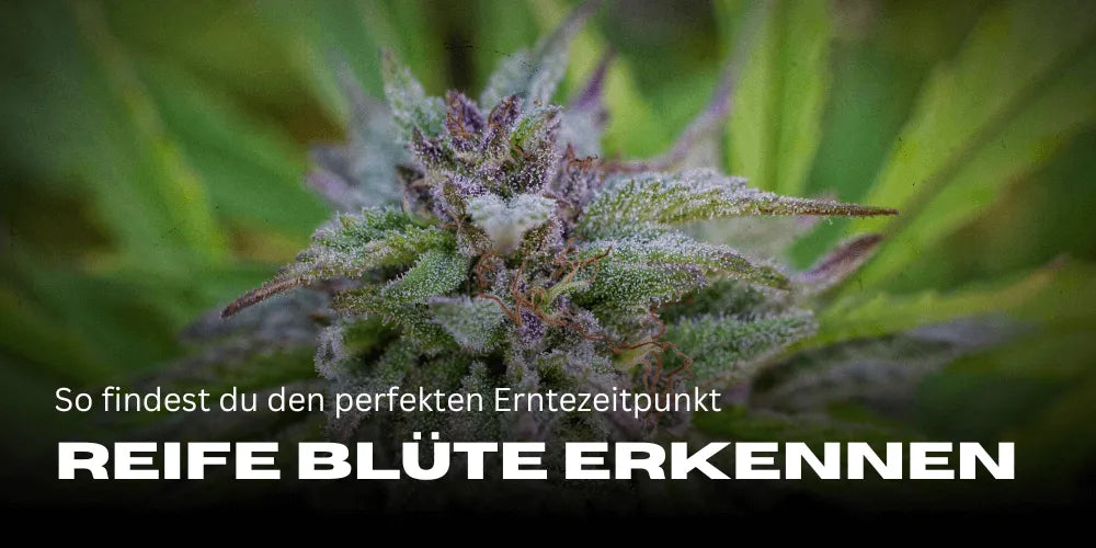Rijpe cannabisbloemen herkennen: Hoe je de perfecte oogsttijd vindt 