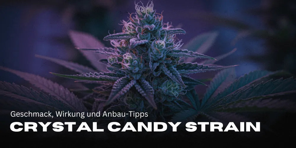 Crystal Candy Weed Tulpină: Gust, Efect și Sfaturi de cultivare