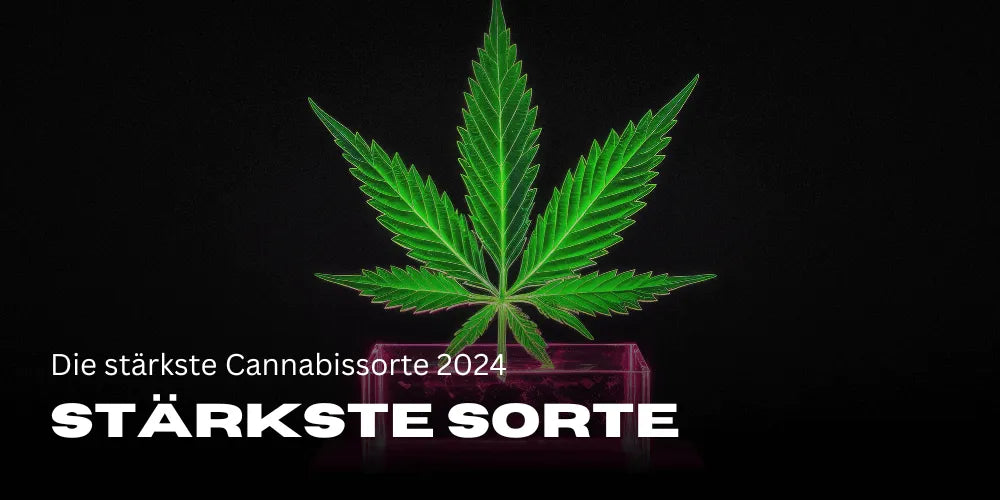 De sterkste cannabissoort 2024 