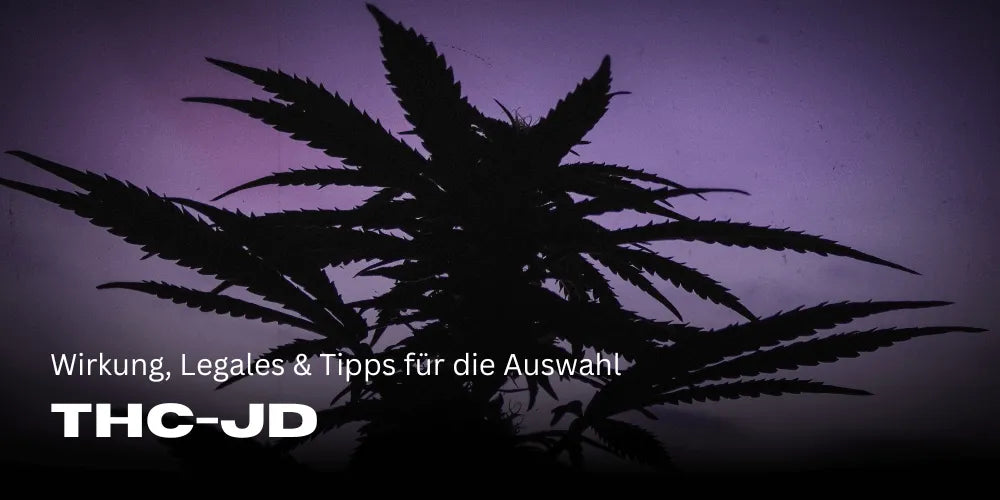 THC JD: Effecten, legaliteit en tips voor de keuze