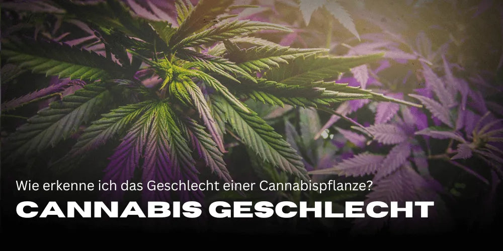 Kannabisz nemének felismerése: Egyszerű útmutató termesztőknek – Smagro GmbH