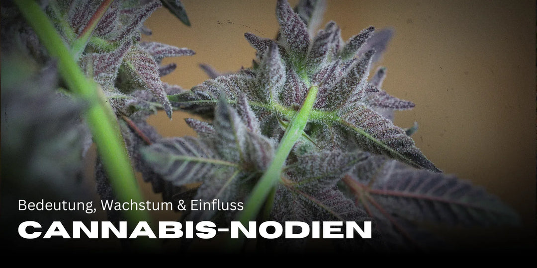 Nœuds de Cannabis : Signification, Croissance & Influence