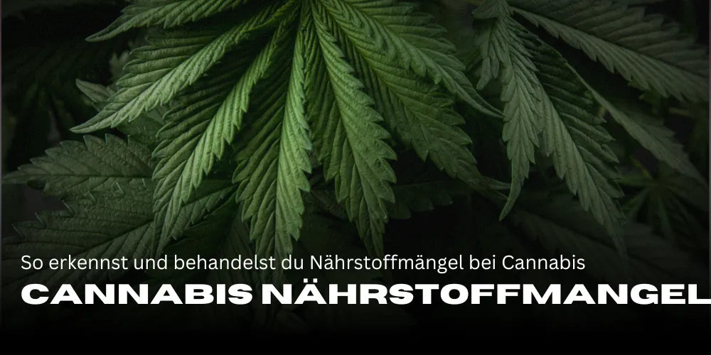 Kannabisz tápanyaghiány