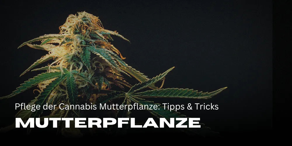 Verzorging van de Cannabis Moederplant: Tips & Tricks