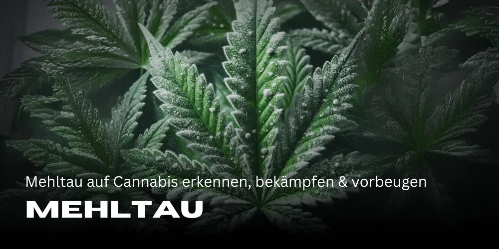 Herkennen, bestrijden & voorkomen van meeldauw op cannabis 