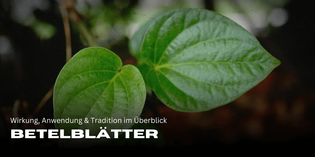 Feuilles de bétel : effets, utilisation et tradition en un coup d'œil