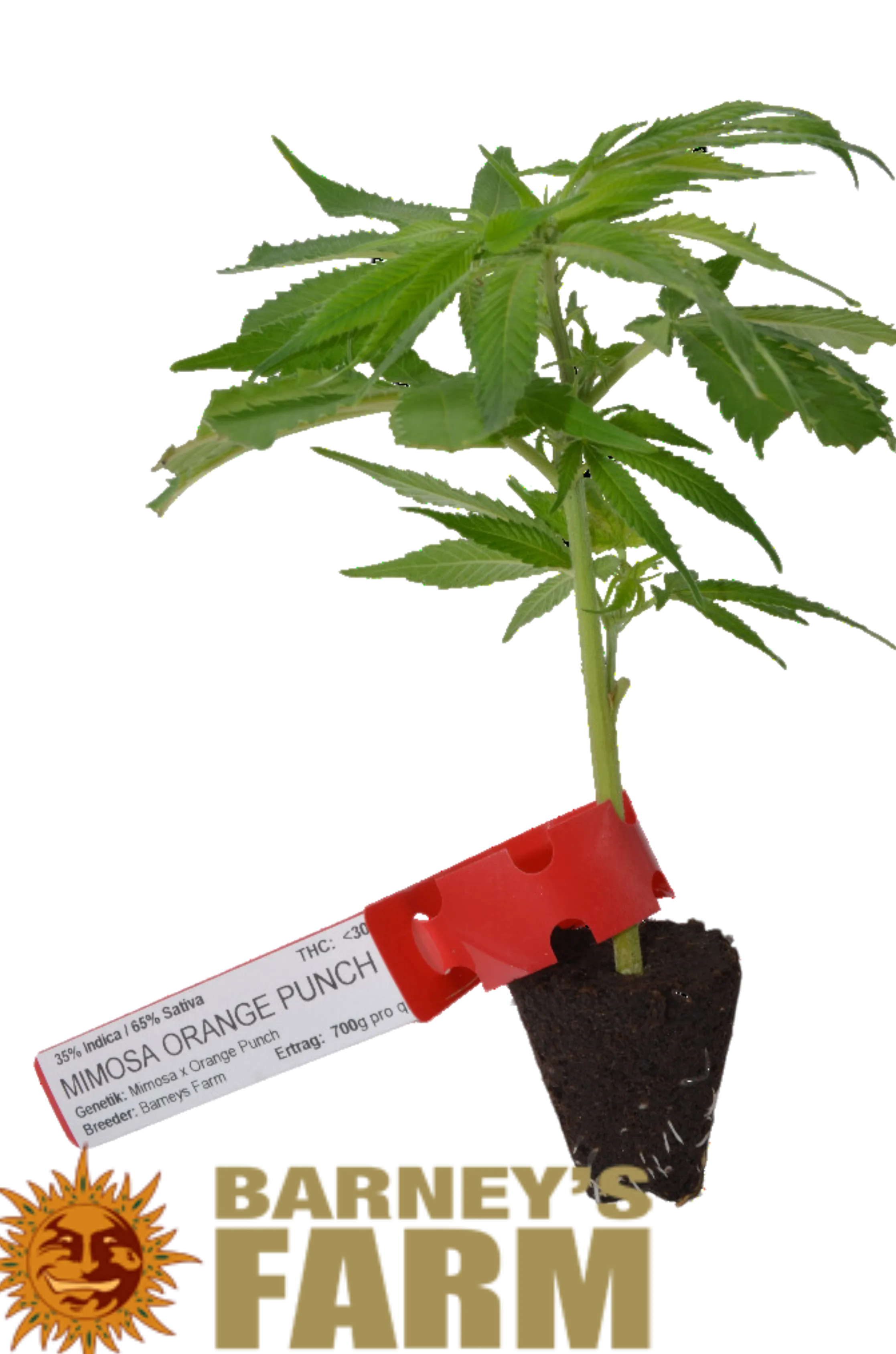 Cannabis Stecklinge